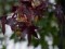 Orientalischer Amberbaum (Styrax)