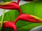 Thailand Koh Samui, Paradiesvogelblume, Strelizie, strelizia reginae