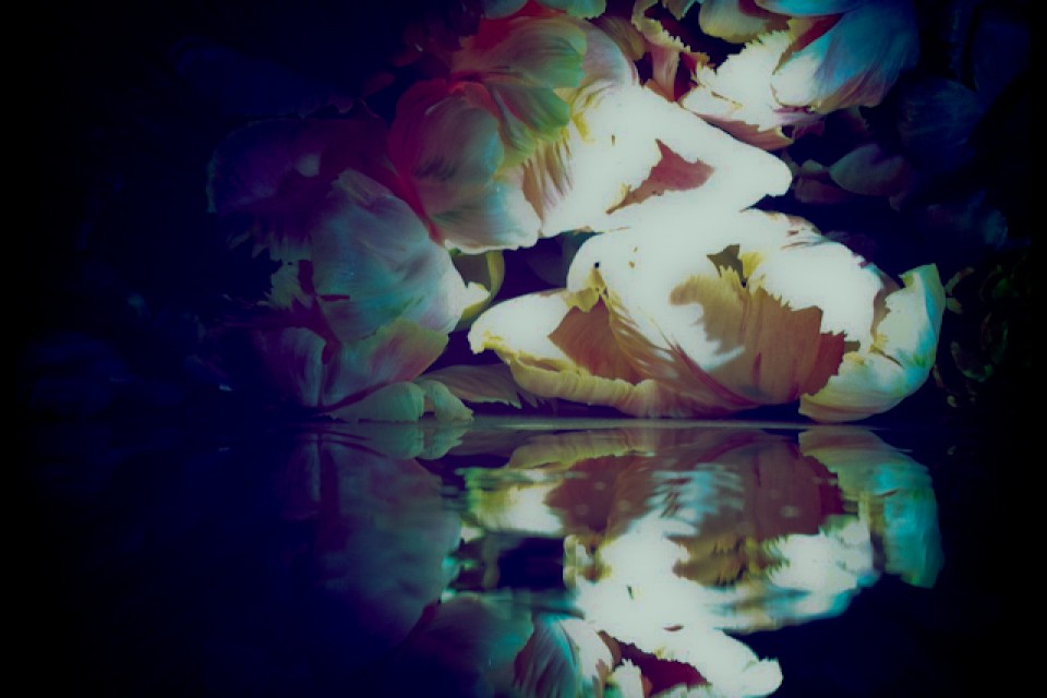 Hipstamatic, Tulpen